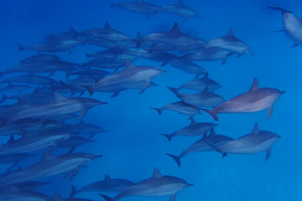 dolfijn groep